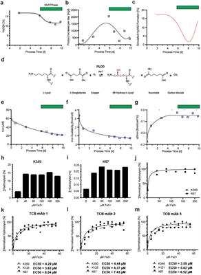 Procollagen-lysine 2-oxoglutarate 5-dioxygenases are responsible for 5R-hydroxylysine modification of therapeutic T-cell bispecific monoclonal antibodies produced by Chinese hamster ovary cells